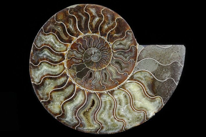 Cut Ammonite Fossil (Half) - Agatized #78339